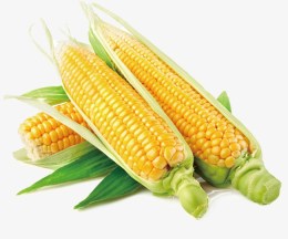 corn