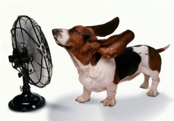 happy-dog-staying-cool-being-blown-away-by-high-res-stock-photography-10094294-1530120284