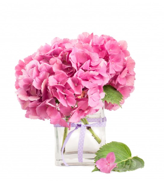 pink-hydrangea-bunch-inside-glass-vase-isolated-white_61792-1219